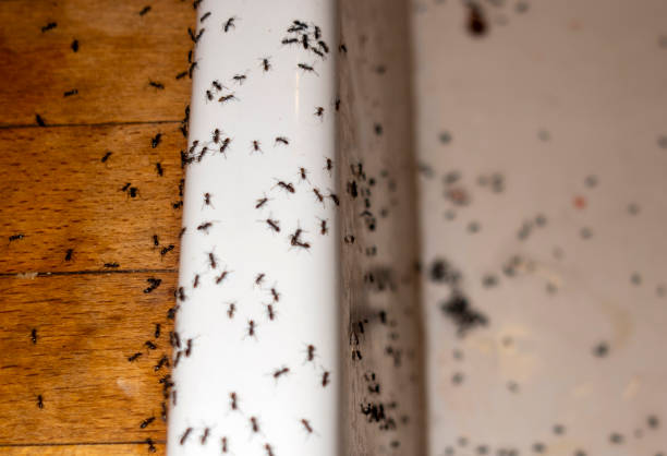 Best Exterminator Services  in Lifornia Polytechnic State University, CA